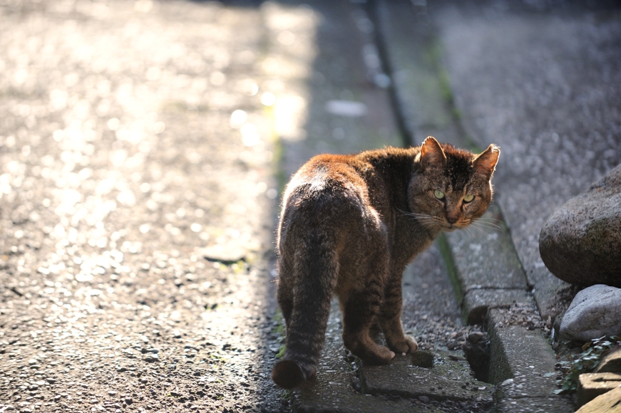 キーボードの左右キー〔← →〕で写真がスクロールします。